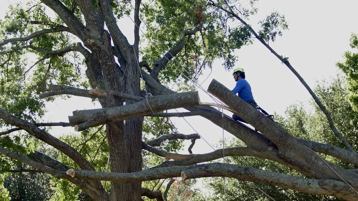 Professional Crown Thinning performed by certified arborists in Sunset
